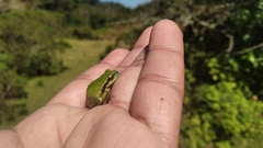 Hyla euphorbiacea