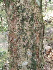 Aphananthe philippinensis