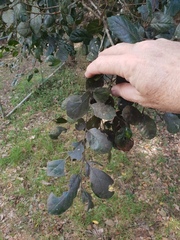 Aphananthe philippinensis