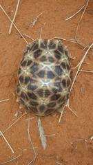 Psammobates oculifer