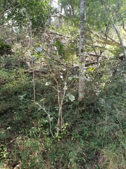 Mallotus claoxyloides