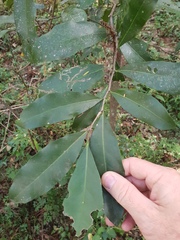 Siphonodon australis