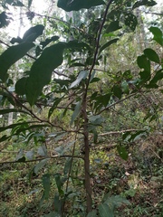 Siphonodon australis