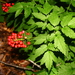 Red Baneberry - Photo (c) rkluzco, some rights reserved (CC BY-NC)