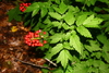 Red Baneberry - Photo (c) rkluzco, some rights reserved (CC BY-NC)