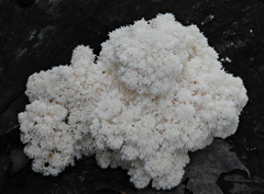 Hericium americanum