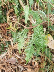 Blechnum parrisiae