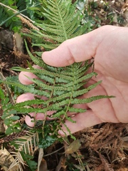 Blechnum parrisiae