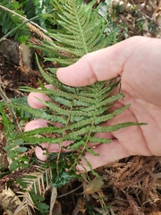 Blechnum parrisiae