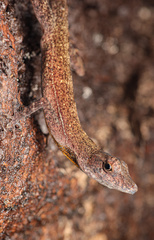 Anolis osa