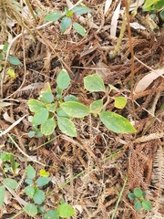 Peperomia leptostachya