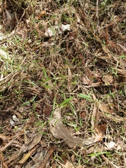 Ottochloa gracillima