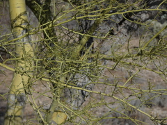 Parkinsonia microphylla