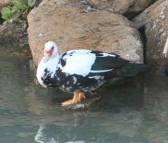 Cairina moschata domestica