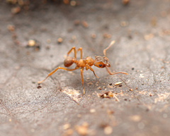 Cyphomyrmex salvini