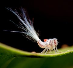 Nogodinidae
