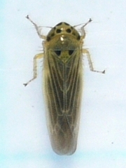 Macrosteles lepidus