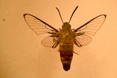 Cephonodes armatus marianna