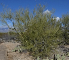 Parkinsonia microphylla