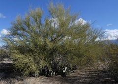 Parkinsonia microphylla