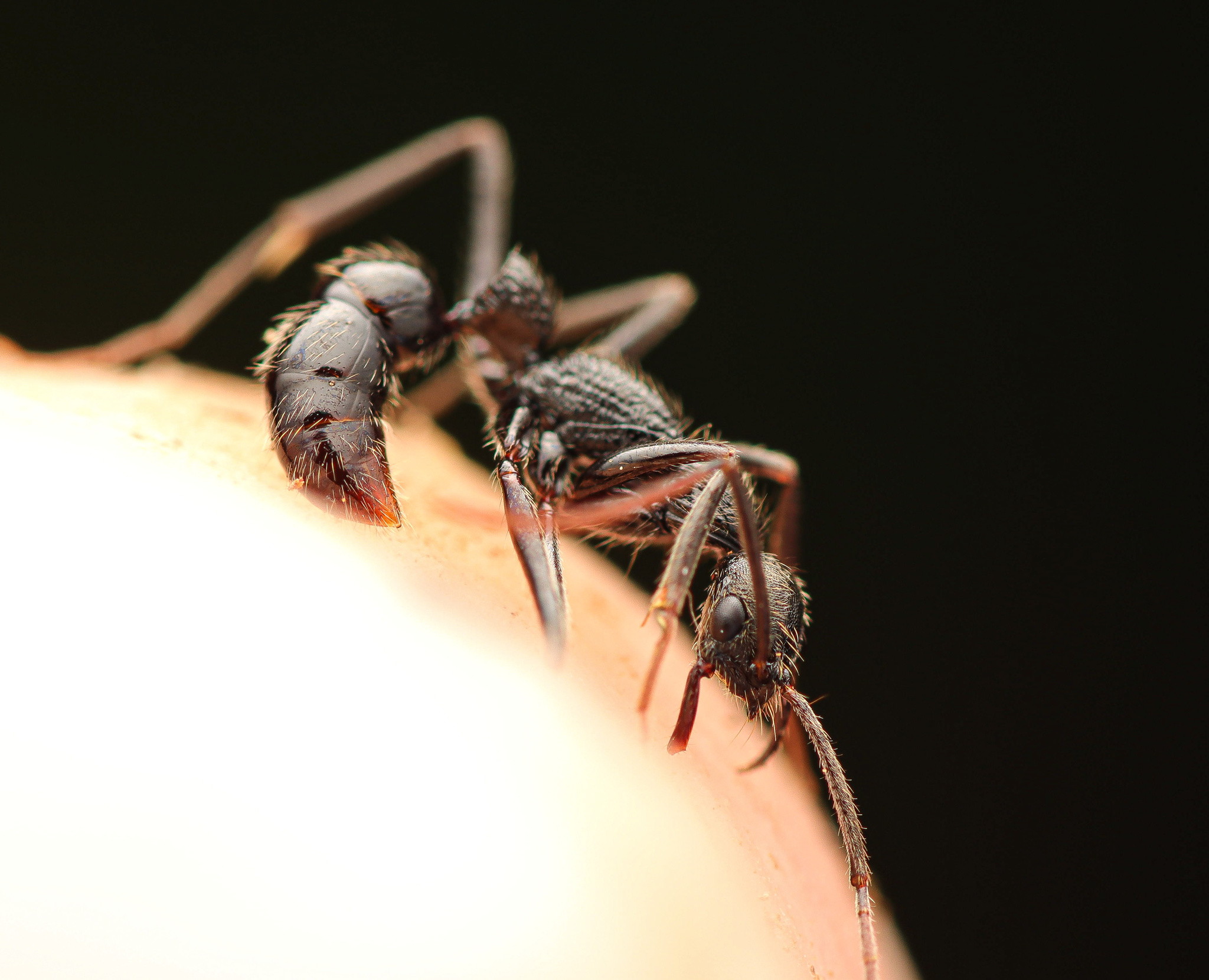 Leptogenys punctaticeps