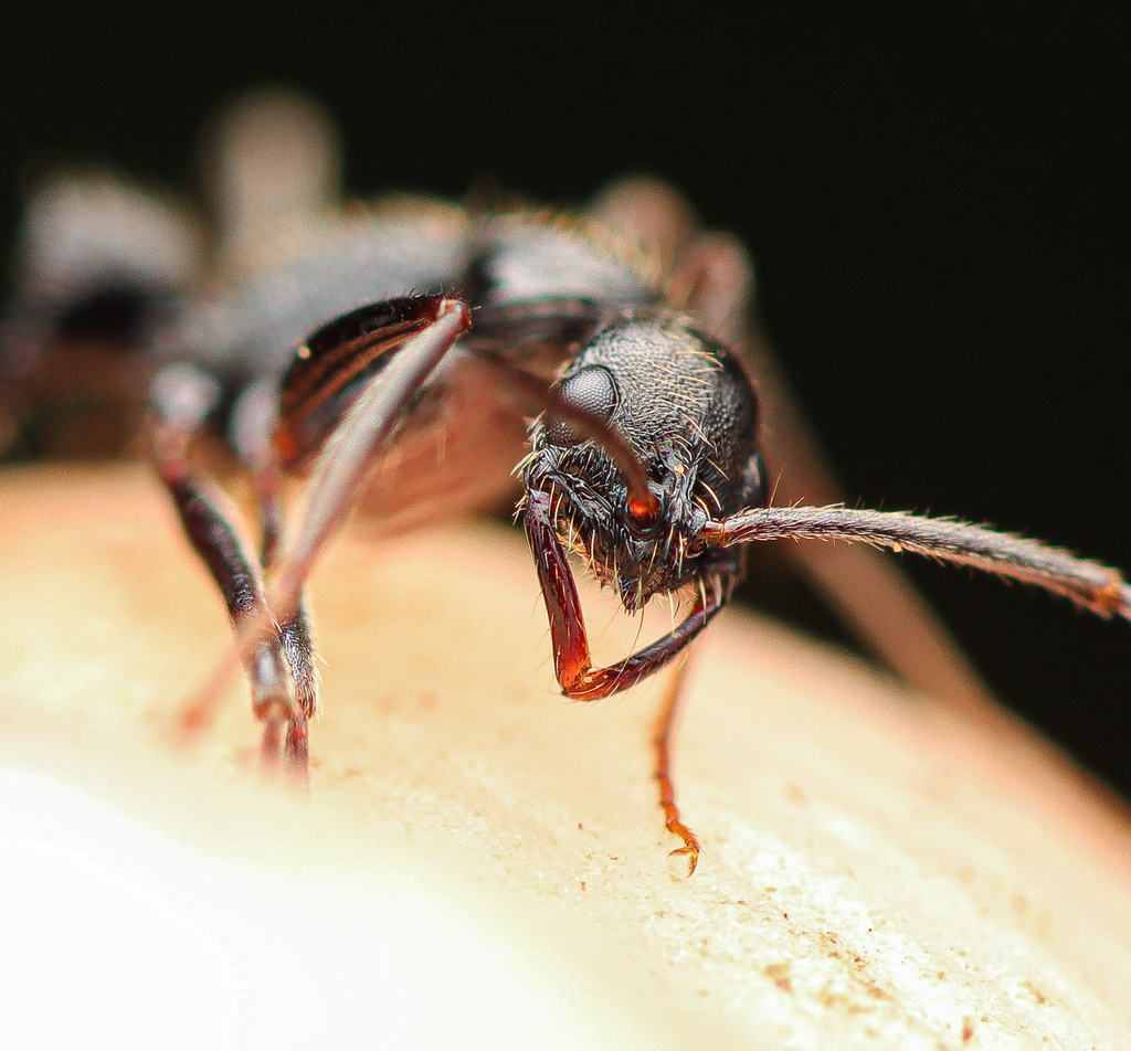 Leptogenys unistimulosa