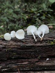 Marasmius calhouniae