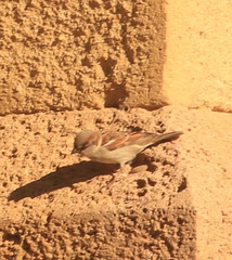 Passer domesticus