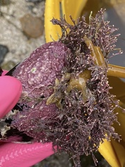 Lithothamnion