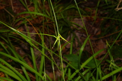 Carex collinsii