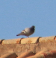 Columba livia domestica