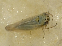 Macrosteles quadrilineatus