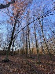 Fagus grandifolia