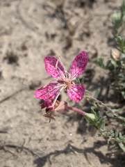 Oenothera canescens