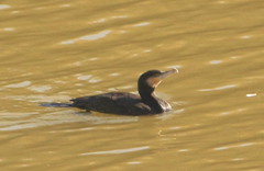 Phalacrocorax carbo