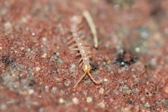 Chilopoda