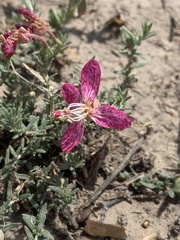 Oenothera canescens