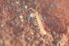 Chilopoda