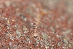 Chilopoda