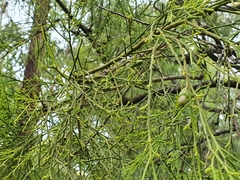 Exocarpos cupressiformis