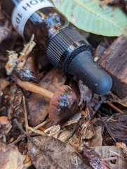 Gymnopus fuscopurpureus