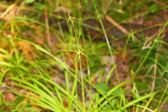 Carex collinsii