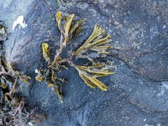 Fucus serratus