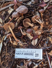 Gymnopus fuscopurpureus