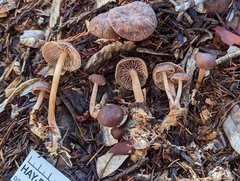 Gymnopus fuscopurpureus