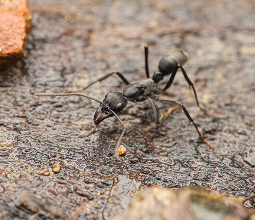 Neoponera verenae Forel, 1922