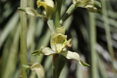 Chloraea
