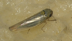 Macrosteles quadrilineatus