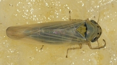 Macrosteles quadrilineatus