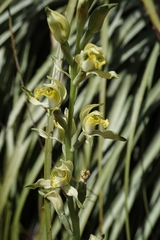 Chloraea